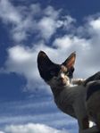Devon rex 9 månader