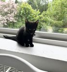 kattunge