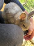 kaninungar 