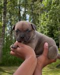 American bully
