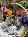 Ljuvligt Söta Kattungar - Norsk Skogkatt / Maine Coon