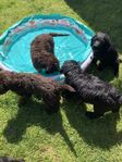 Labradoodle valpar F2 Lev.klara