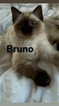 Kattungar Ragdoll/Helig Birma 