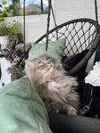 Ragdoll/perser hane inkl. allt