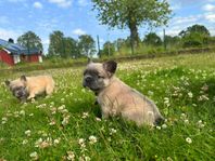 Unika långhåriga franska bulldog valpar – fluffy