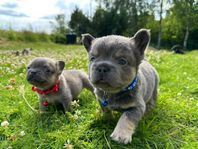 Unika långhåriga franska bulldog valpar – fluffy