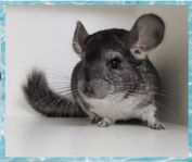 snäll chinchilla kille