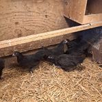 Dvärg australorp trios 