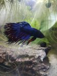 Kampfisk Crowntail hane