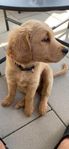 Goldendoodle F1 Hane 