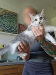 Vitgrå frisk och fluffig kattunge 