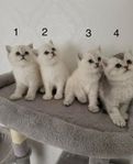 Brittisk kattungar