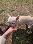 Franska bulldogs