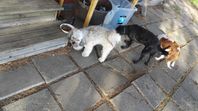 pudel å Lhasa Apso kille 16 månader