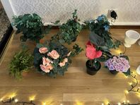 plats blommor 