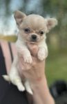Långhårig chihuahua valp, tik