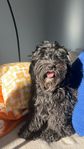 Omplacering hund softis cockapoo