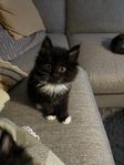 Kattungar 