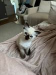 Ragdal ungkatt