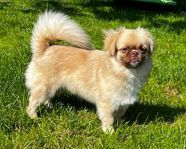 Söt tikvalp tibetansk spaniel med stamtavla 
