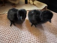 Ayam Cemani Kycklingar
