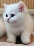 kattungar 