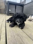 cockerpoo valpar 