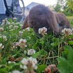 dvärgvädur leveransklar