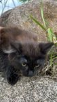 Kattunge semilånghårig 