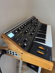 Moog Subsequent 37
