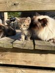 underbara kattungar säljes