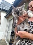100 % Maine Coon Main Coon Mainecoon kitten
