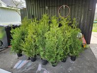Thuja brabant 110-120cm