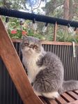 Exotic samt British Longhair katter