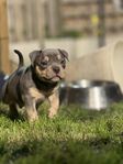 American bully 