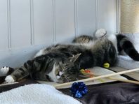 Omplacering katt.