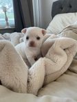 Chihuahua Valpar