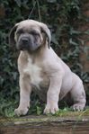 Gårdhund/vakthund 