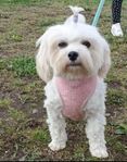 maltipoo 