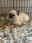 Renrasig Ragdoll hona! 