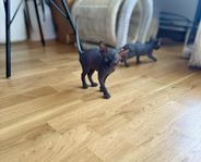 Sphynx kattungar, trygga och friska, söker kärleksfulla he