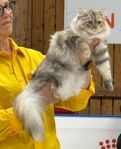 Fodervärd sökes till sibirisk katt hona