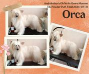 Chinese Crested Dog Powder Puff Tik skkreg