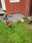 Skånsk Blomme grupp