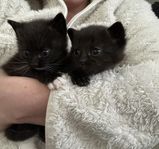 Två underbara kattungar hona och hane 