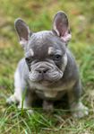 Underbara fransk bulldog valpar