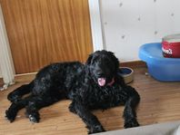 goldendoodle 2år