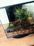 Terrarium 