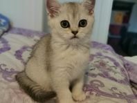 Winky – gosig kattunge söker hem
