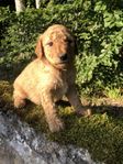 labradoodle valpar multigeneration